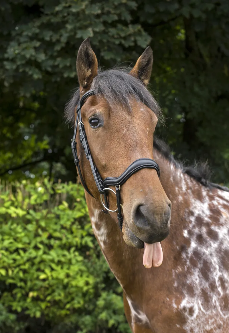 EcoRider EcoSoft Finesse Bridle Brown-7